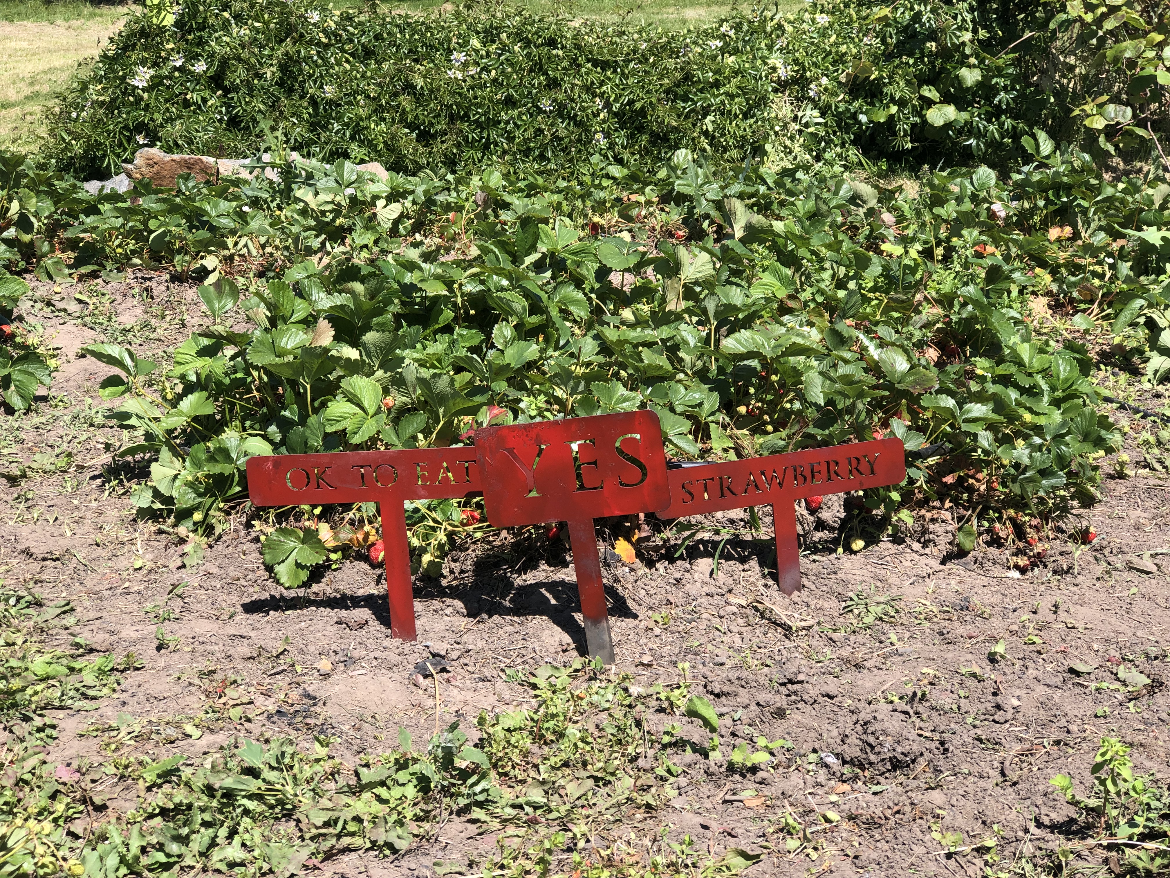 red signs in front of strawberries growing in the ground